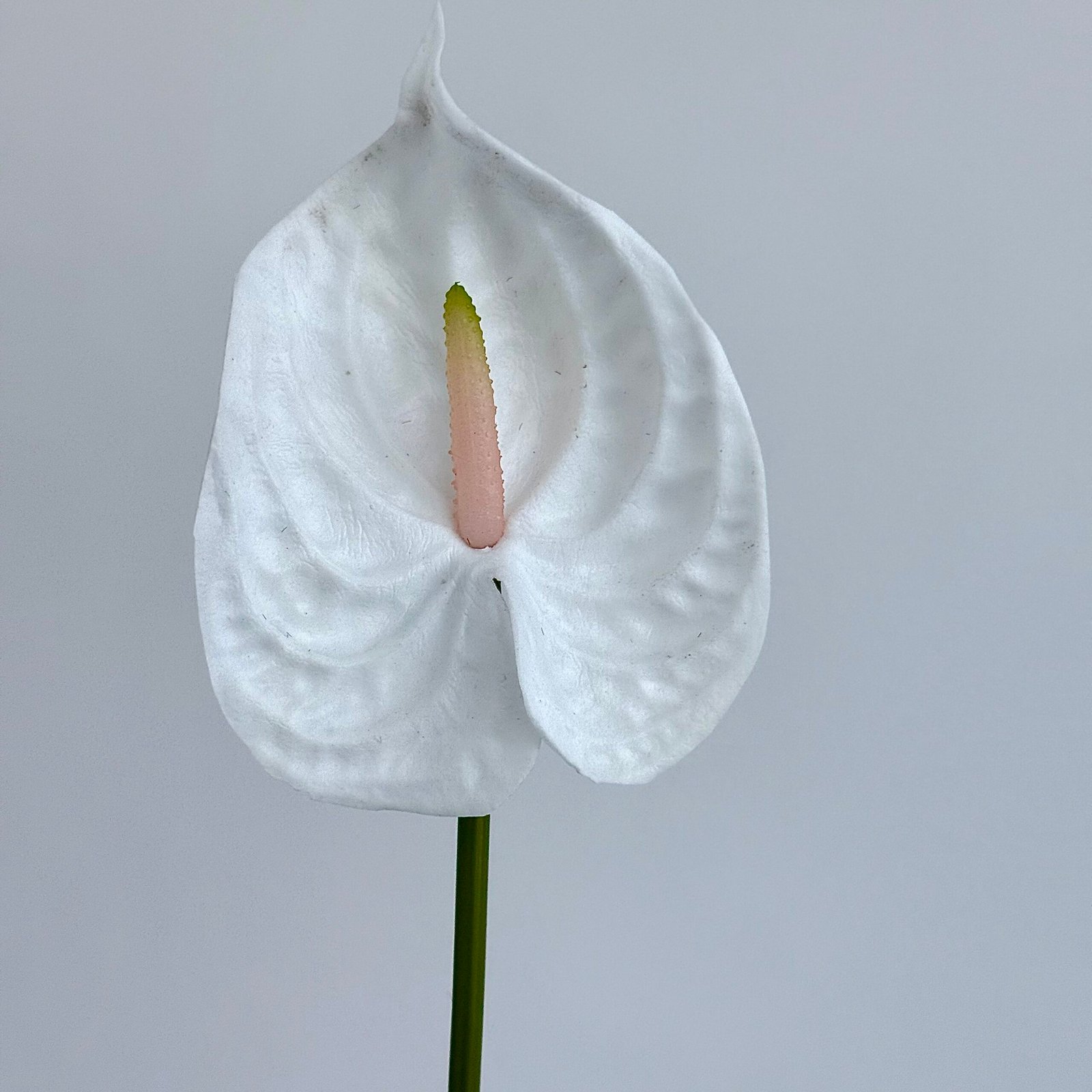 Aunthurium White