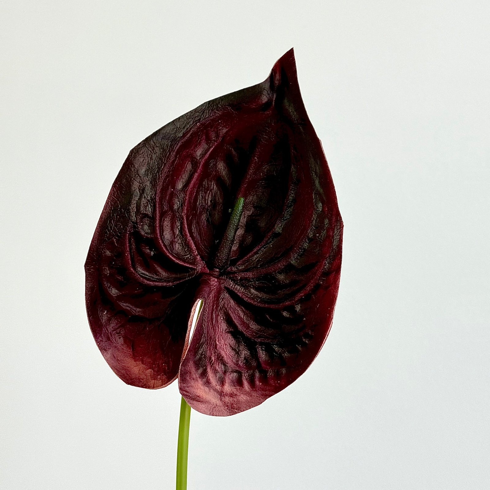 Aunthurium Burgundy
