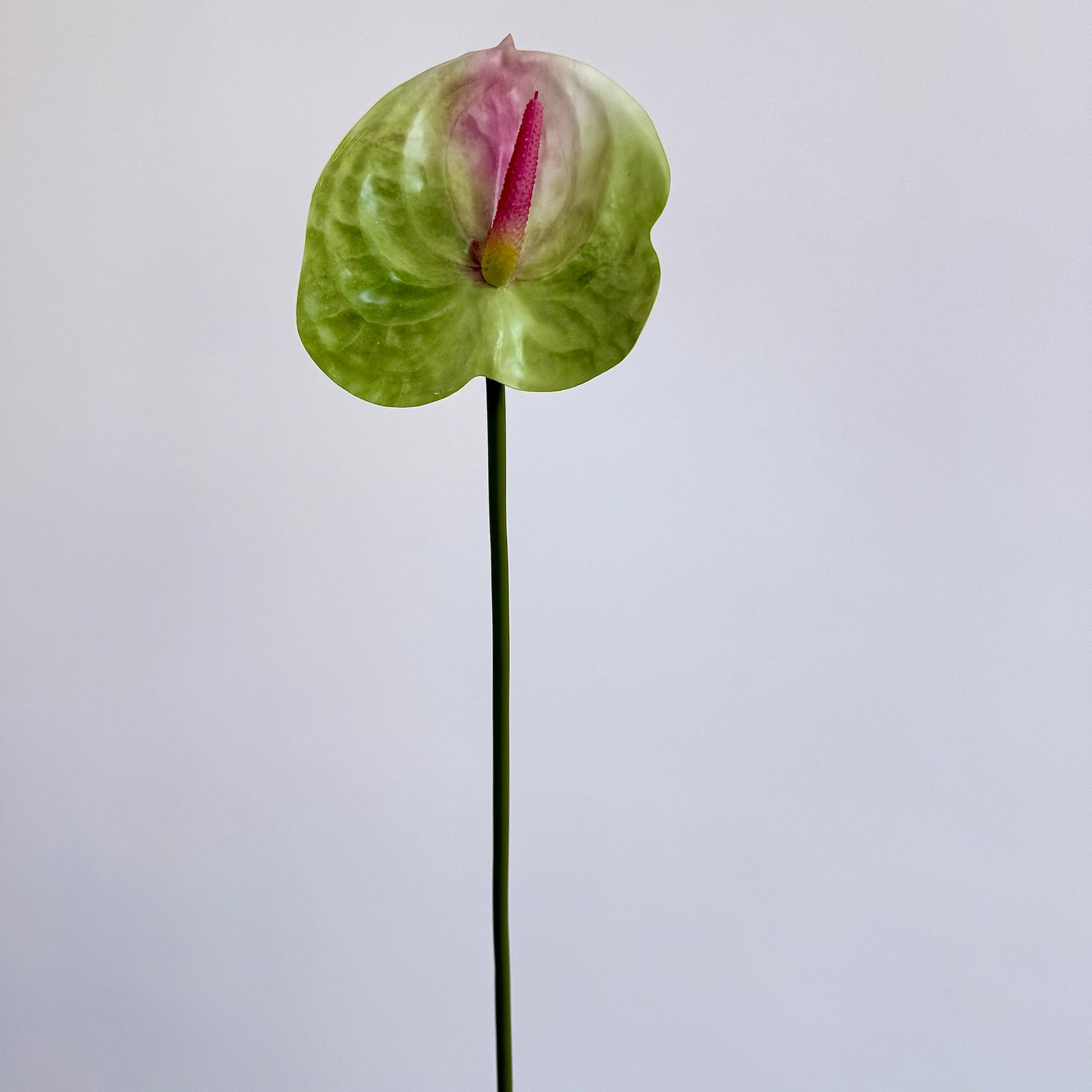 3D Anthurium Green
