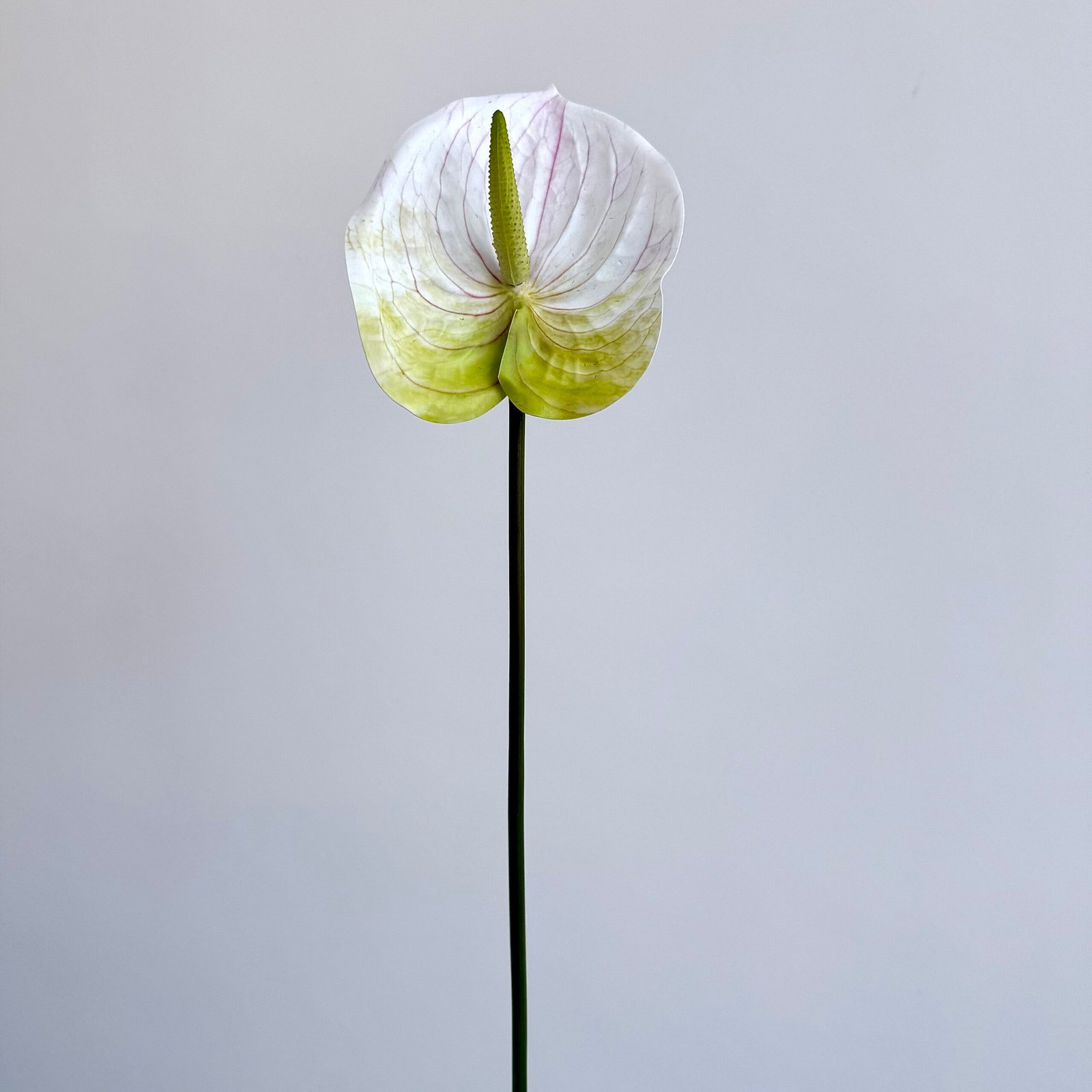 3D Anthurium White