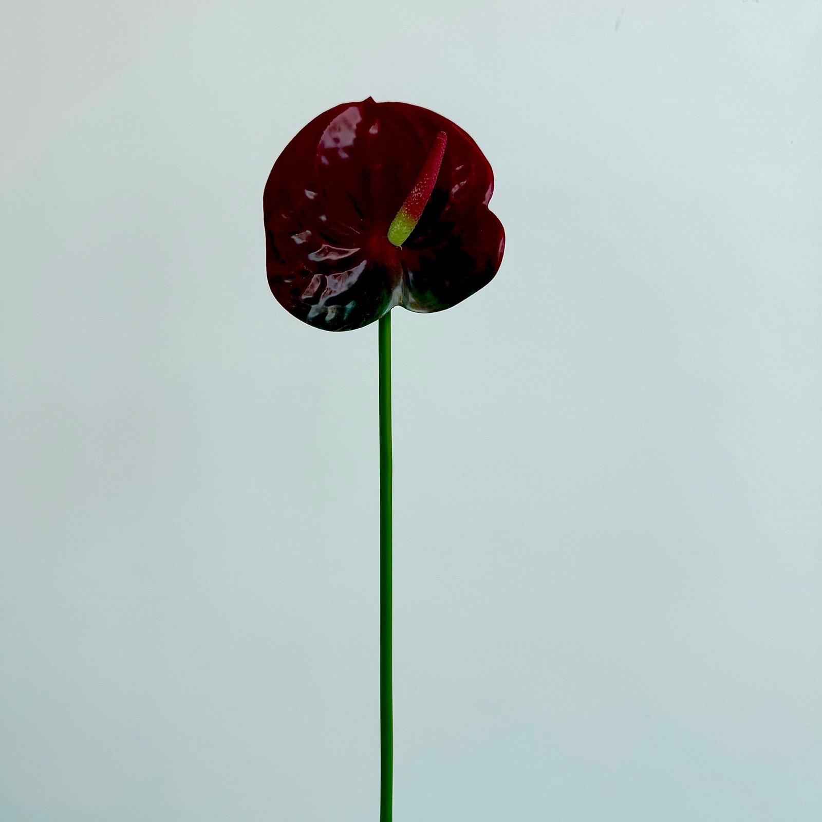 3D Anthurium Wine