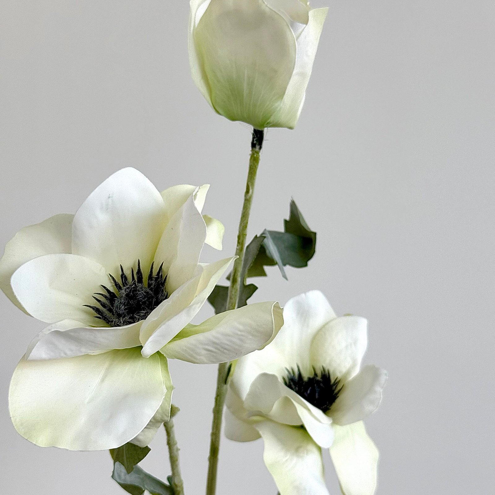 Poppy Flower White
